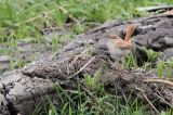 20130926_Rosse Waaierstaart_Petten_2